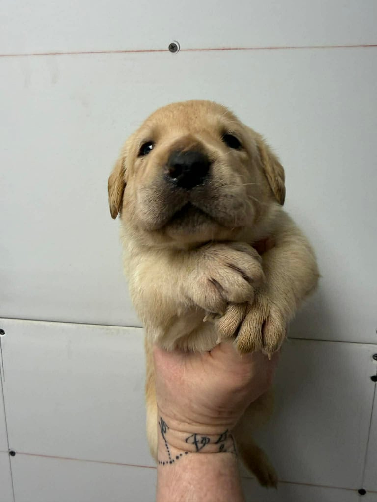Cream-colored Labrador puppy held in someone's arms against a white wall background