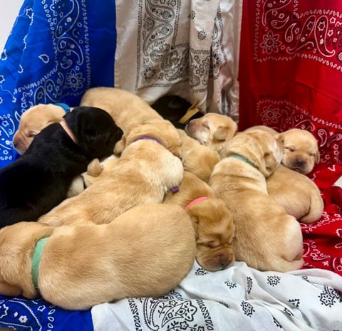 Litter of yellow and black Labrador puppies huddled together on blankets and bandana-patterned fabric