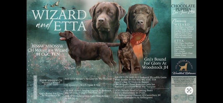 Two chocolate Labrador Retrievers named Wizard and Etta sitting together with teal background and breed information text