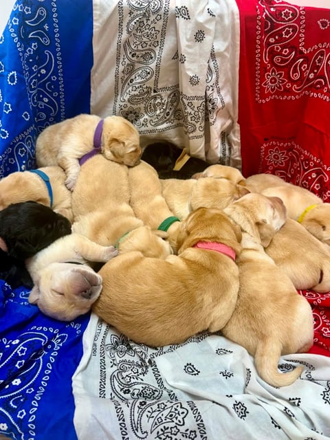 Group of golden and light-colored Labrador puppies wearing colored collar bands resting together on patterned bandanas and blankets