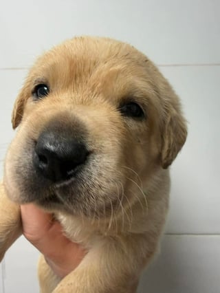 Cream-colored Golden Retriever with black nose looking at camera, tilting head slightly with tongue slightly visible